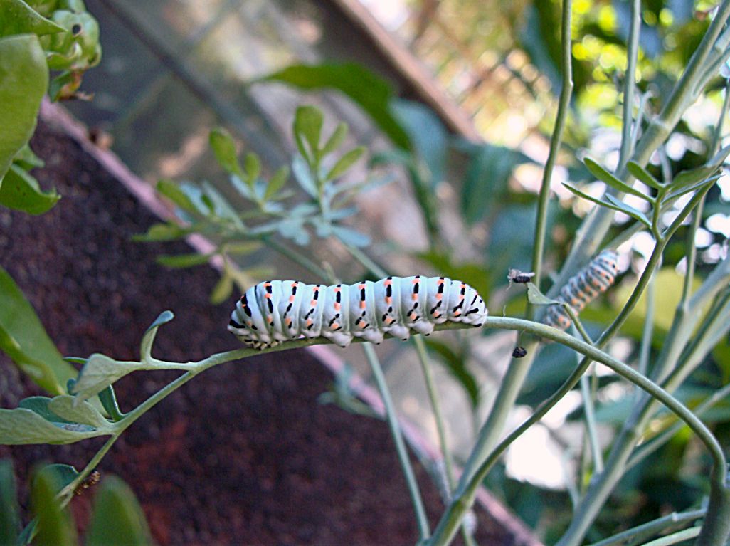 larve di Papilio machaone